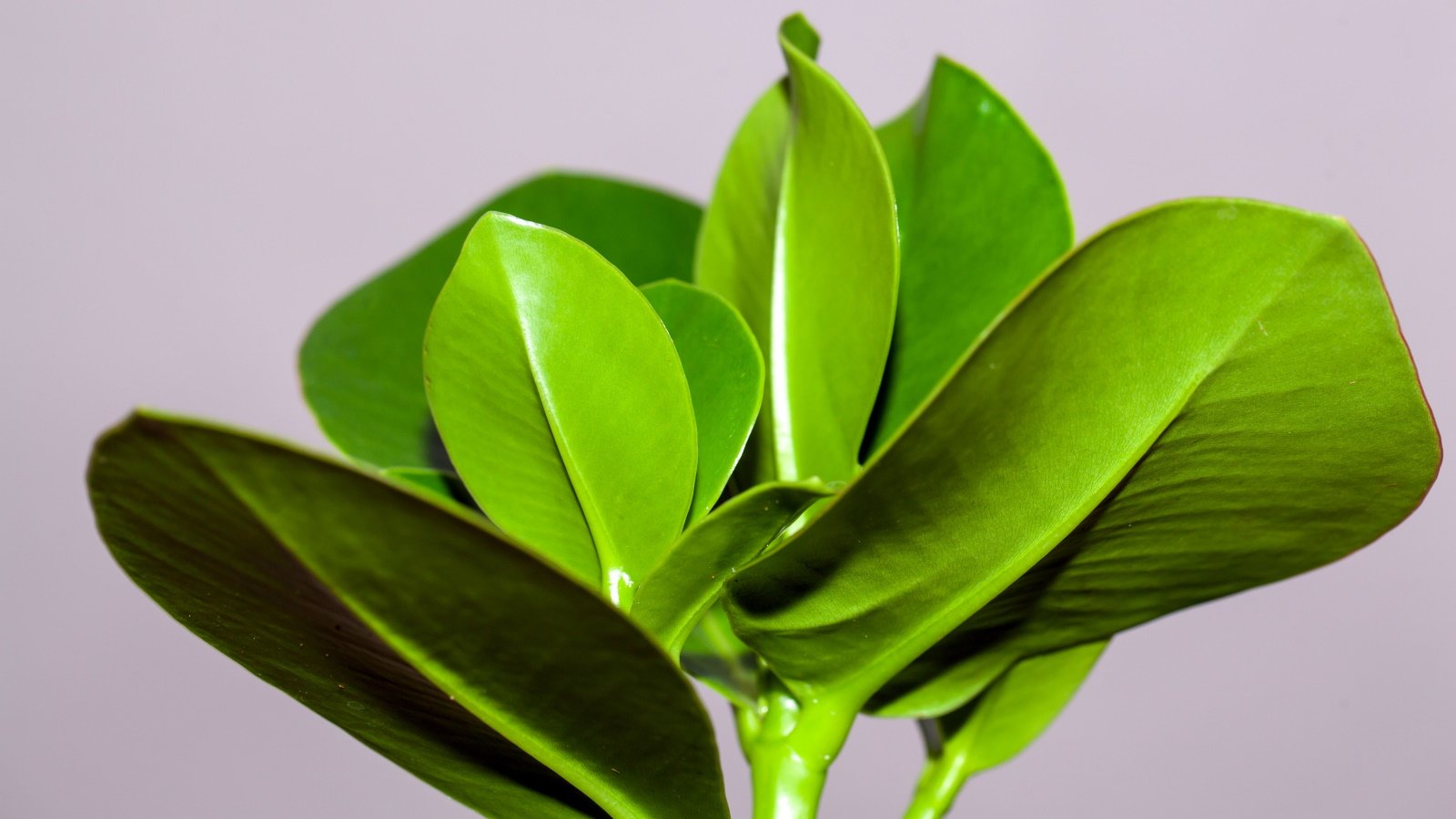 propagating clusia